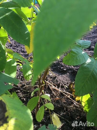 Маньчжурский орех