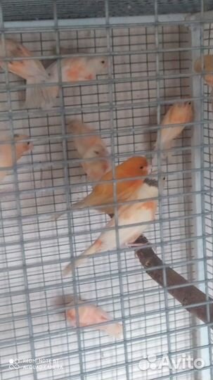 Кенара и канарейки