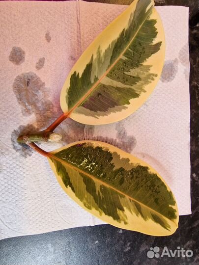 Фикусы Эластика Белиз, Эластика Тинеке, Рабуста