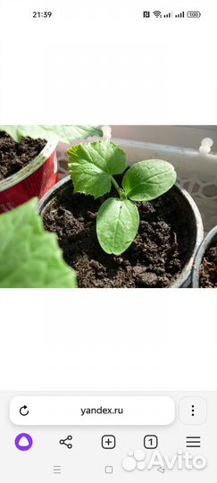 Семена тыквы