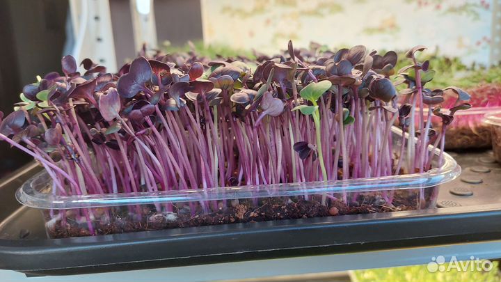 Микрозелень Сочи