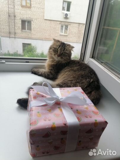 Британская кошка в дар