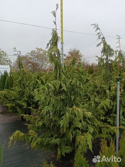 Кипарисовик Нутканский С35 Н270-300