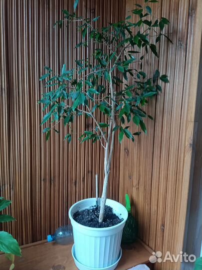 Фикус бенджамина большой