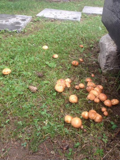 Дача 74 м² на участке 8,2 сот.