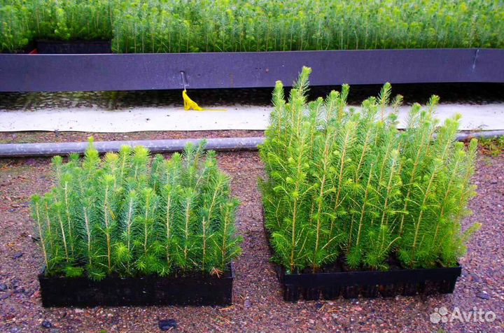 Саженцы ели зкс