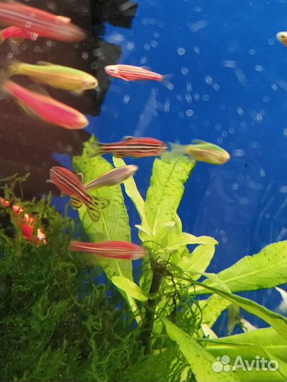 Аквариумные рыбки