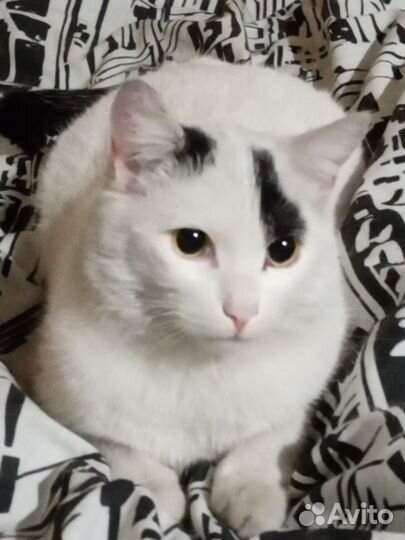 Кот