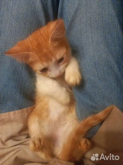 Отдаем котиков