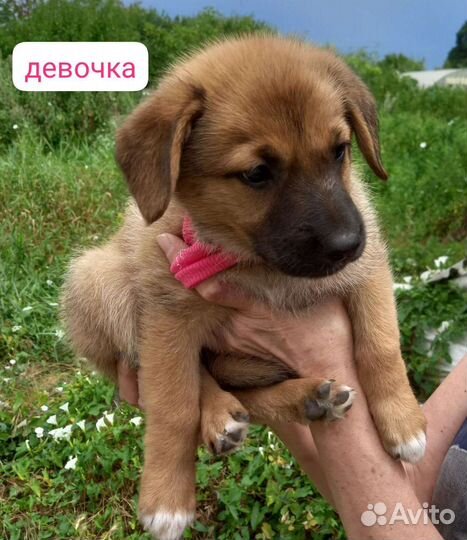 Щенки немецкой овчарки в добрые руки