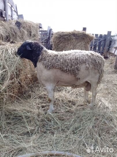 Баран Дорпер