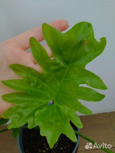 Филодендрон Селло