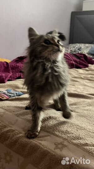 Пушистый котенок в добрые руки