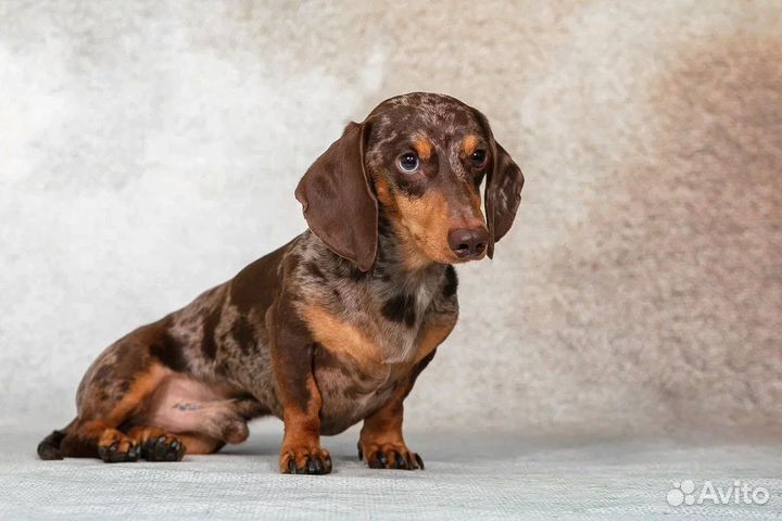 Вязка миниатюрная мраморная такса