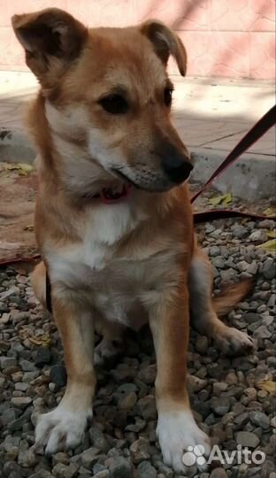 Маленькая собачка,молодая 1год,стерилизована