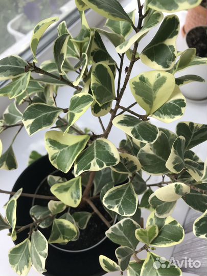 Фикус триангулярис