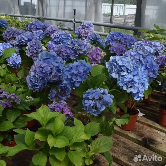 Декоративные растения для сада в горшках с зкс