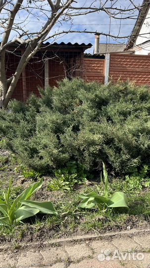 Можжевельник