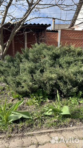 Можжевельник