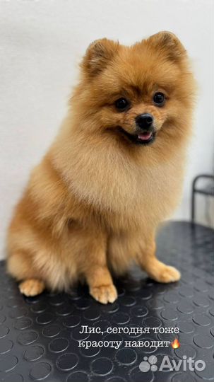 Вязка собак шпиц