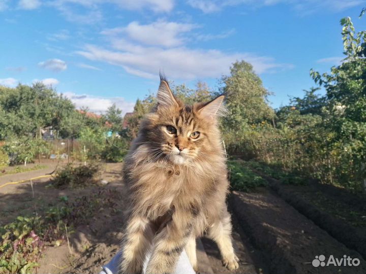 Мейн-кун котята
