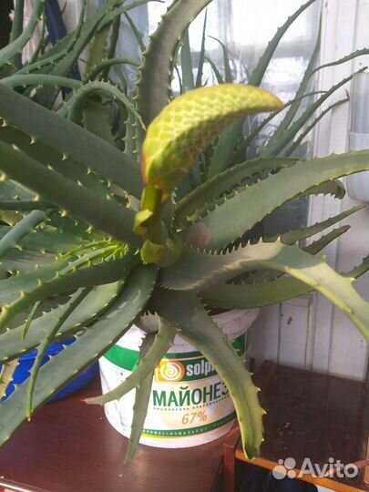 Алоэ вера отростки и взрослые до 5 лет