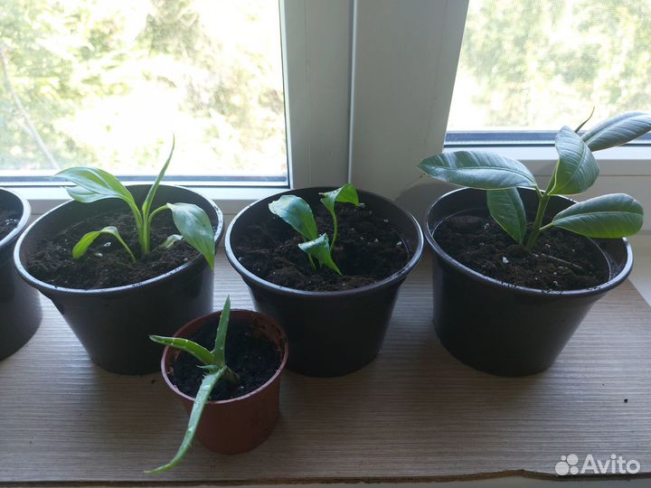 Продаю цветы