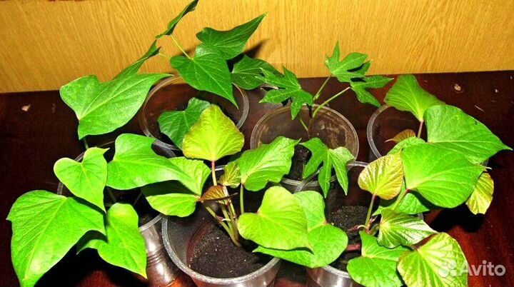 Батат - рассада