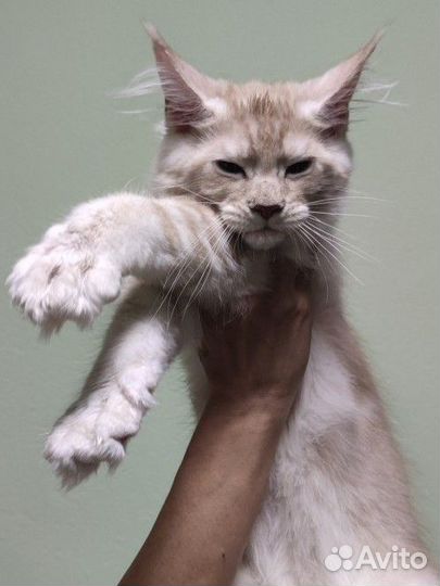 Питомник предлагает Мейн-кун девочка (котенок)