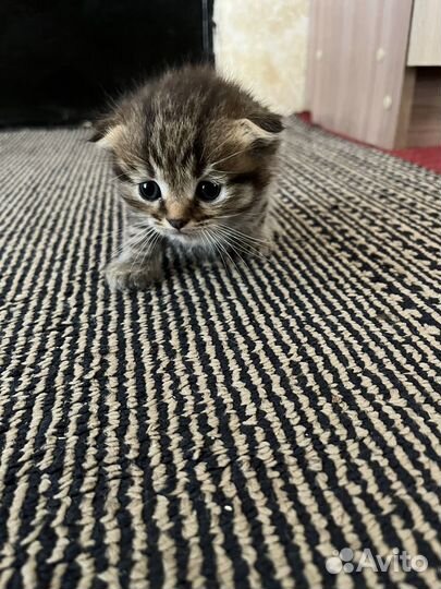 Шотландская