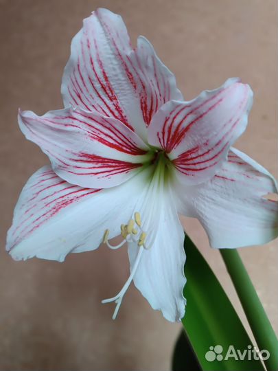 Гиппеаструм