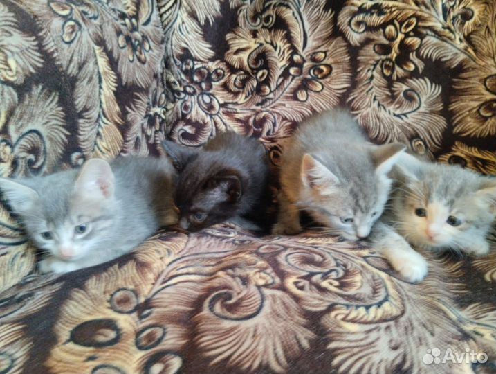 Кошки бесплатно