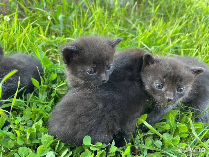 Котята в добрые руки