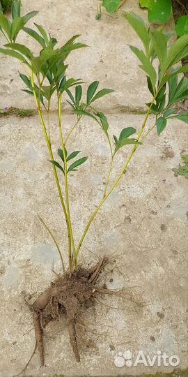 Пион розовый