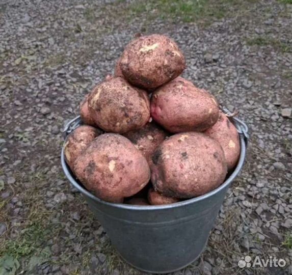Картофель для хранения в зиму. доставка бесплатно