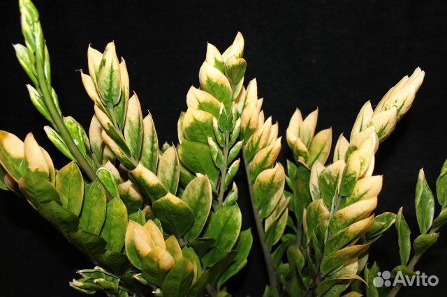 Озеленение и уход за вашими растениями