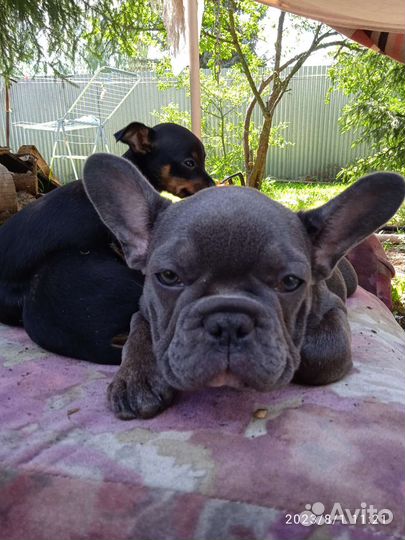 Чикибамбони