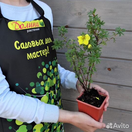 Лапчатка кустарниковая Голдтеппич (1 саженец в го