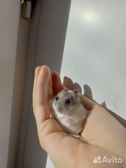 Джунгарский хомяк