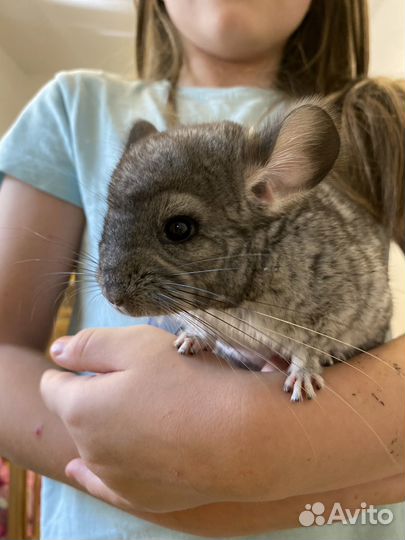 Шиншилла мальчик
