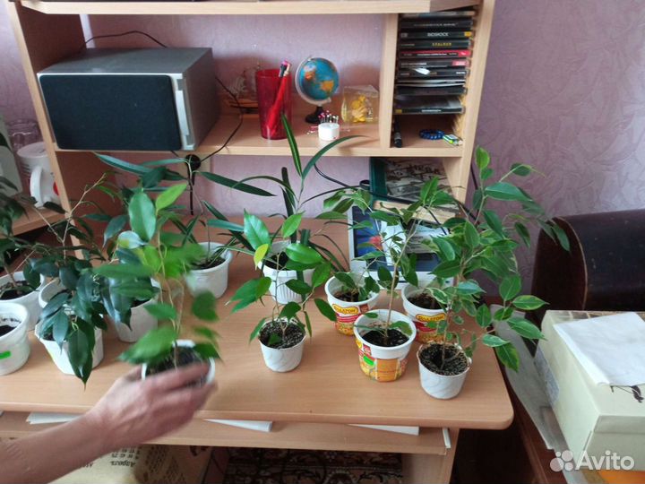 Фикусы разные