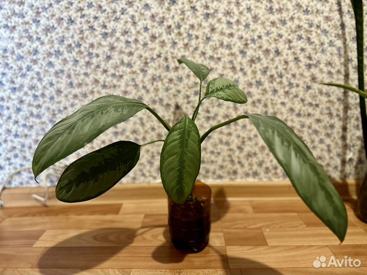 Аглаонема сильвер бей