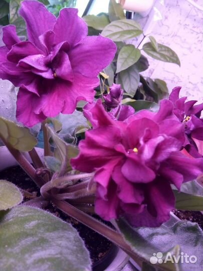 Фиалки: черенки,взрослые,детки