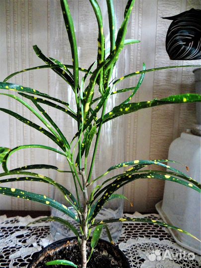 Комнатные цветы