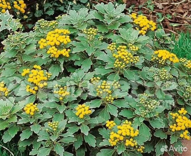 Аджания пацифика