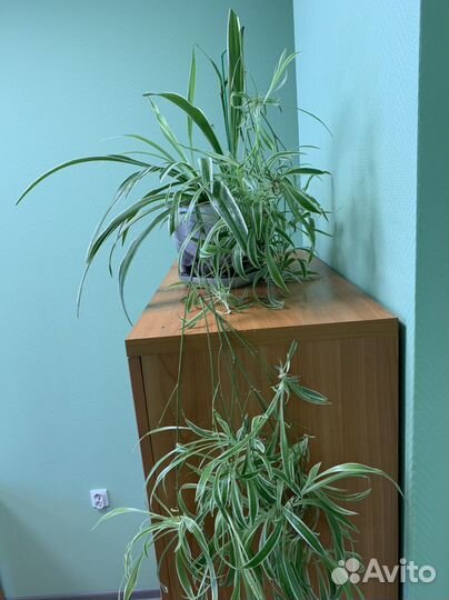 Комнатные цветы. Зеленая лилия (хлорофитум)