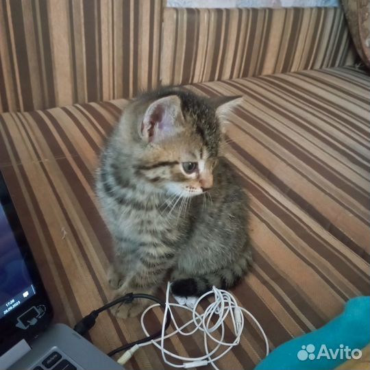 Отдам котенка 2 мес