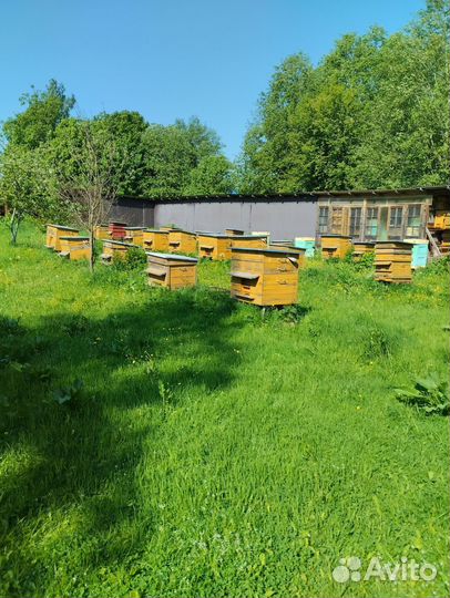 Улей для пчел бу