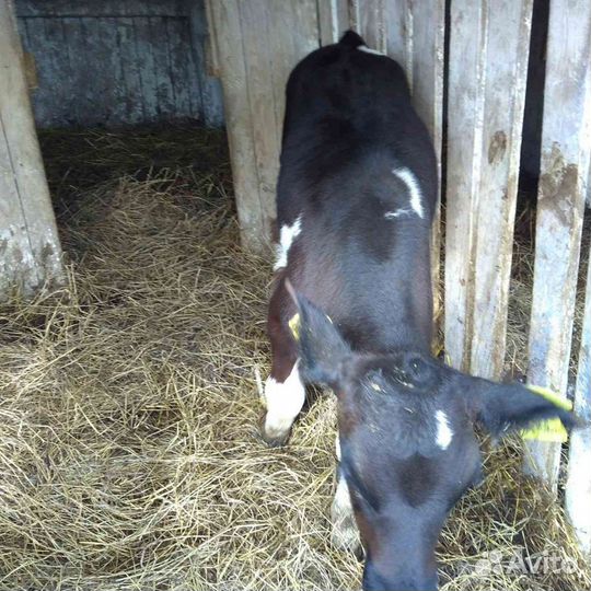 Бычки телки продажа