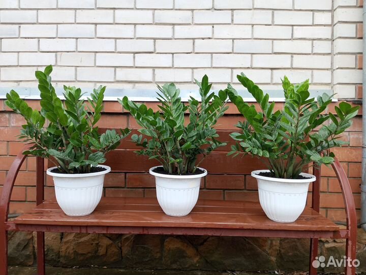 Замиокулькас